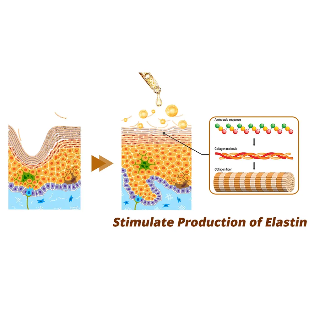 Cordyceps Firming Repair Serum - Image 6