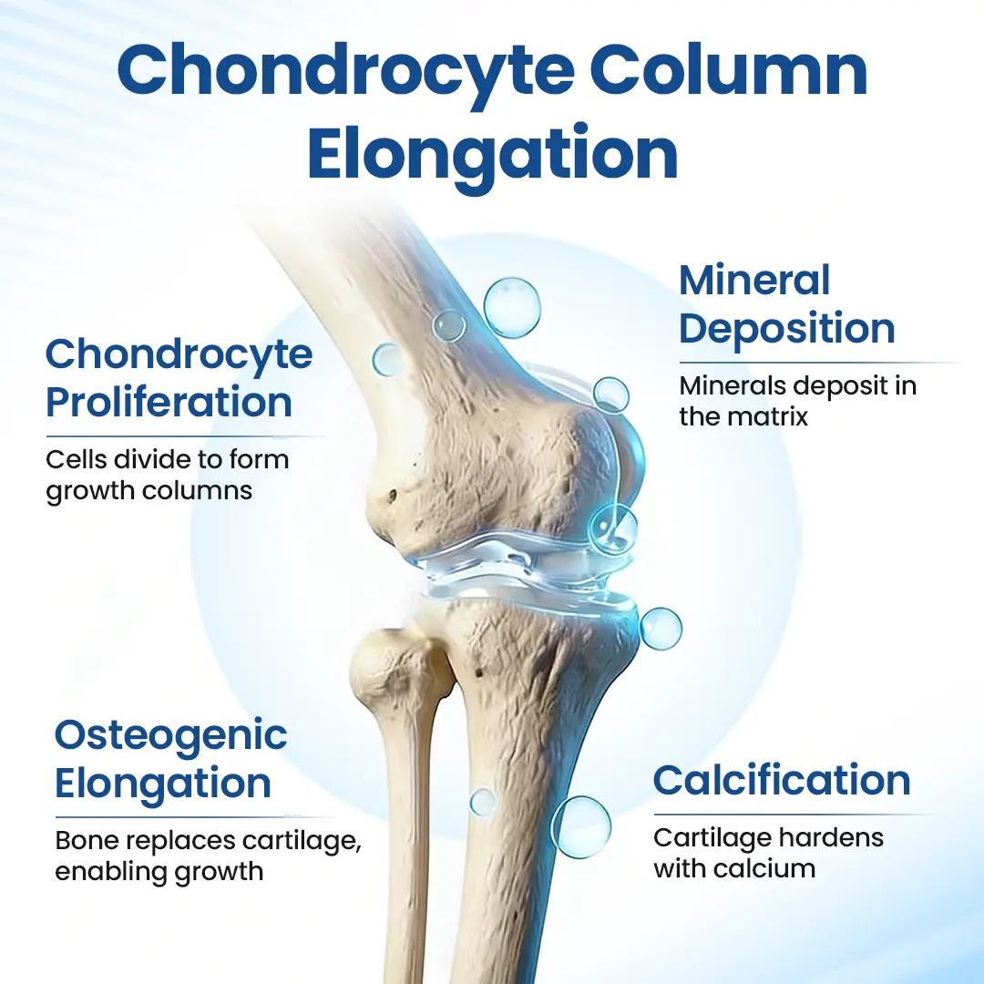 GH-Support Height Spray - Image 6